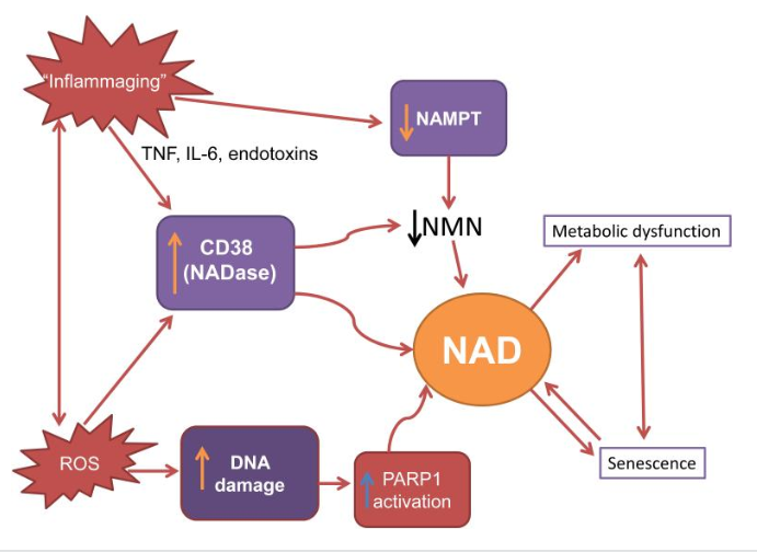 Anti-Aging Research and NAD+